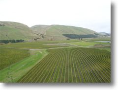 craggy range vineyard click